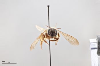 Media type: image;   Entomology 769916 Aspect: head frontal view